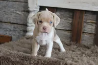 Mya, a female Beagle for sale in West Plains, MO – 2 of 6