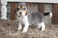 Brandy, a female Beagle for sale in West Plains, MO – 7 of 7