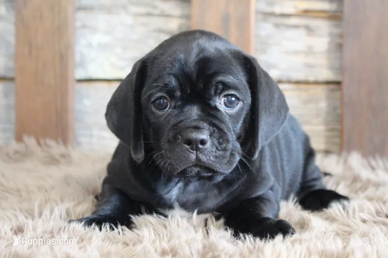 Darren – Puggle puppy for sale in West Plains, MO