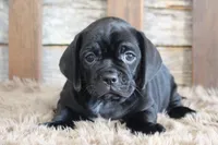 Darren, a male Puggle for sale in West Plains, MO – 1 of 6