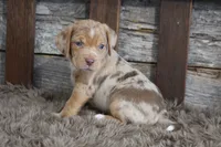 Mary, a female Beagle for sale in West Plains, MO – 7 of 9