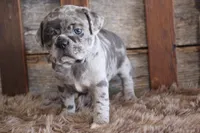 Mack, a male Puggle for sale in West Plains, MO – Photo 6 of 7