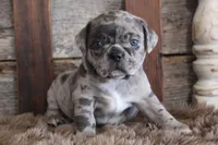 Mack, a male Puggle for sale in West Plains, MO – Photo 3 of 7