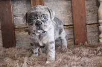 Mack, a male Puggle for sale in West Plains, MO – Photo 7 of 7