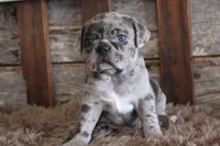 Mack, a male Puggle for sale in West Plains, MO – Photo 2 of 7