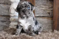 Mack, a male Puggle for sale in West Plains, MO – Photo 4 of 7