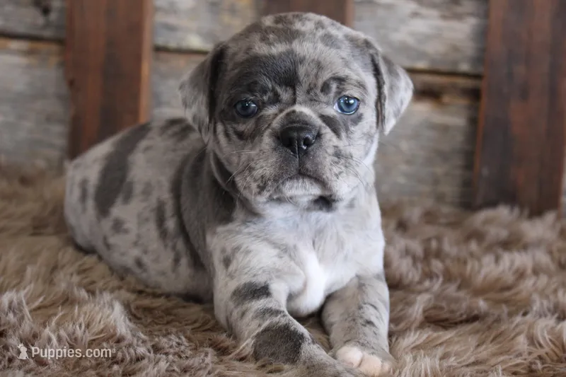 Mack – Puggle puppy for sale in West Plains, MO