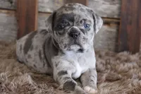 Mack, a male Puggle for sale in West Plains, MO – Photo 1 of 7