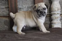 Perry, a male Pug for sale in West Plains, MO – 3 of 5