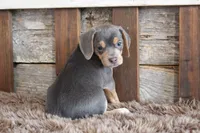 Bella, a female Beagle for sale in West Plains, MO – 2 of 7