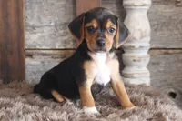 Barb, a female Beagle for sale in West Plains, MO – 3 of 5