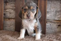 processed/92b48d51-cb42-45c8-8c29-7c245355d796/listing/220207c6-0512-431b-babd-60d82e0e77ae/71eac135-3197-4af1-9302-b36a17284524