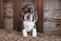 processed/92b48d51-cb42-45c8-8c29-7c245355d796/listing/240941bd-c52c-4a9e-add1-6bf523595ace/a2e4d0ee-742f-408d-aefe-8360e5f347f8