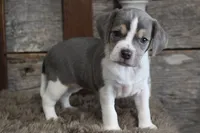 Marly, a female Beagle for sale in West Plains, MO – 3 of 8