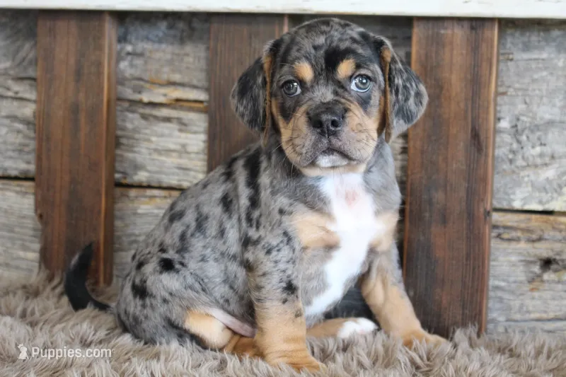 Donnie – Puggle puppy for sale in West Plains, MO