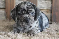 Dale, a male Puggle for sale in West Plains, MO – 1 of 5