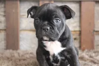 Frank, a male Frenchton for sale in West Plains, MO – 4 of 10