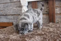 Mark, a male Puggle for sale in West Plains, MO – Photo 2 of 8