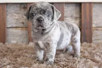 Mark, a male Puggle for sale in West Plains, MO – Photo 6 of 8