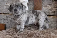 Mark, a male Puggle for sale in West Plains, MO – Photo 5 of 8