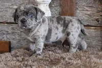 Mark, a male Puggle for sale in West Plains, MO – Photo 4 of 8