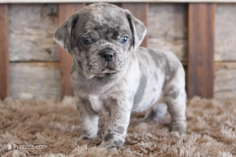 Mark – Puggle puppy for sale in West Plains, MO