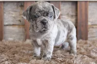 Mark, a male Puggle for sale in West Plains, MO – Photo 1 of 8