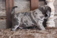 Mark, a male Puggle for sale in West Plains, MO – Photo 7 of 8