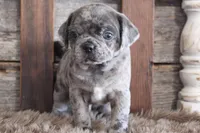 Mark, a male Puggle for sale in West Plains, MO – Photo 8 of 8