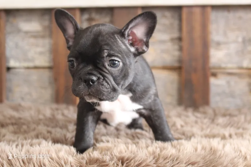 Fred, a male Frenchton for sale in West Plains, MO – 1 of 5
