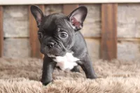 Fred, a male Frenchton for sale in West Plains, MO – 1 of 5