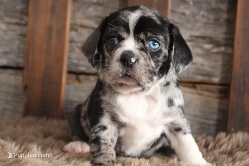 KEN PRICE INCLUDES DELIVERY