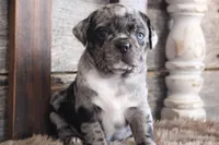 Matt, a male Puggle for sale in West Plains, MO – Photo 2 of 7