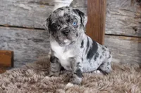 Matt, a male Puggle for sale in West Plains, MO – Photo 6 of 7