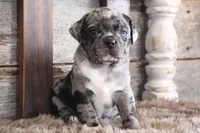 Matt, a male Puggle for sale in West Plains, MO – Photo 1 of 7