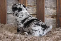 Matt, a male Puggle for sale in West Plains, MO – Photo 3 of 7