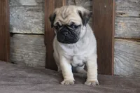 Phillip, a male Pug for sale in West Plains, MO – 5 of 6