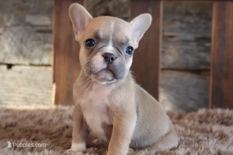 Fiona PRICE INCLUDES DELIVERY