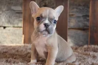 Fiona PRICE INCLUDES DELIVERY, a female French Bulldog for sale in West Plains, MO – Photo 4 of 5