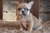 Fiona PRICE INCLUDES DELIVERY, a female French Bulldog for sale in West Plains, MO – Photo 5 of 5