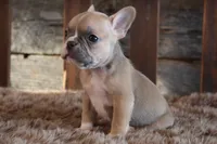 Fiona PRICE INCLUDES DELIVERY, a female French Bulldog for sale in West Plains, MO – Photo 3 of 5