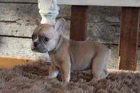 Fiona PRICE INCLUDES DELIVERY, a female French Bulldog for sale in West Plains, MO – Photo 2 of 5