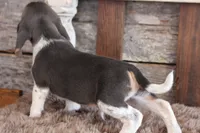 processed/92b48d51-cb42-45c8-8c29-7c245355d796/listing/3490609d-0690-4d4e-88ec-85a55c299427/44921bec-5d28-4be6-b90d-df66192010df