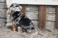 Mylo, a male Beagle for sale in West Plains, MO – 5 of 6