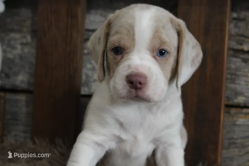 Mick – Beagle puppy for sale in West Plains, MO