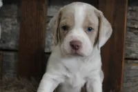 Mick, a male Beagle for sale in West Plains, MO – 1 of 7
