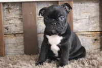 Foster, a male Frenchton for sale in West Plains, MO – 3 of 6