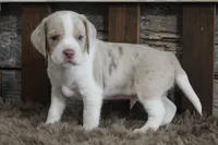 Mick, a male Beagle for sale in West Plains, MO – 3 of 7
