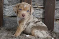 Mary, a female Beagle for sale in West Plains, MO – 9 of 9