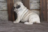 Perry, a male Pug for sale in West Plains, MO – 5 of 5